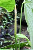 Anthurium versicolor