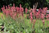 Heuchera &times; hybrida