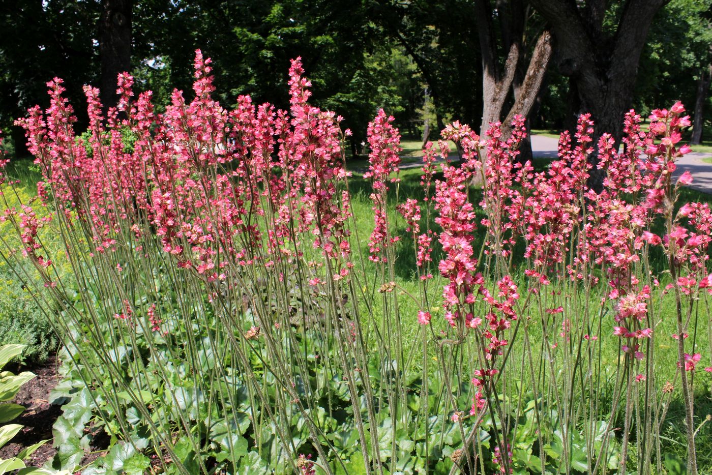 Image of Heuchera &times; hybrida specimen.