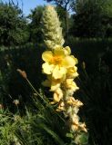 Verbascum ovalifolium. Соцветие. Украина, г. Запорожье, балка между Космическим мкрн. и Опытной станцией, лужайка. 27.06.2020.