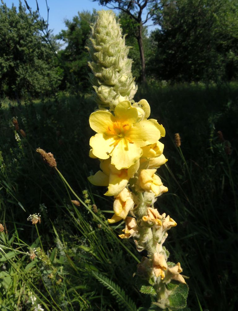 Изображение особи Verbascum ovalifolium.