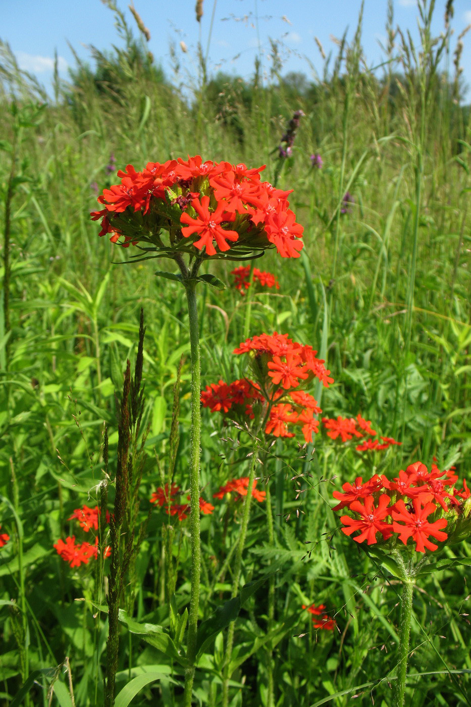 Изображение особи Lychnis chalcedonica.