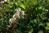 Trifolium repens. Цветущие растения. Свердловская обл., окр. г. Североуральск, долина р. Оленья, опушка елового леса. 29.06.2010.