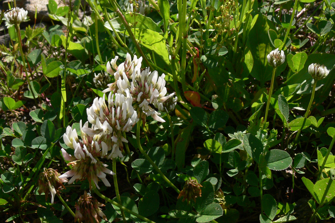 Image of Trifolium repens specimen.