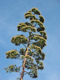 Agave americana. Соцветие с завязавшимися плодами. Испания, Каталония, провинция Girona, Costa Brava, Blanes, ботанический сад \"Pinya de Rosa\". 27 октября 2008 г.