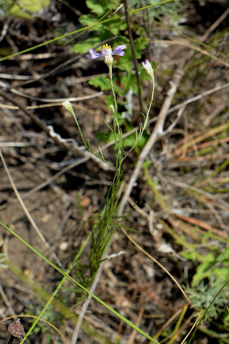 Image of Galatella angustissima specimen.
