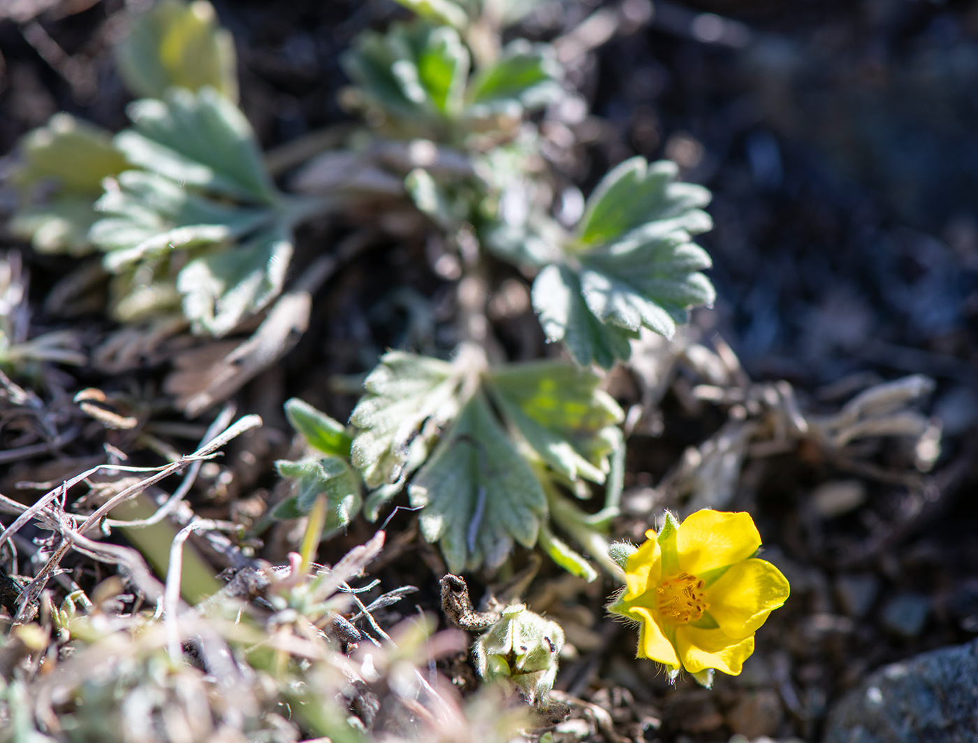 Image of Potentilla acaulis specimen.