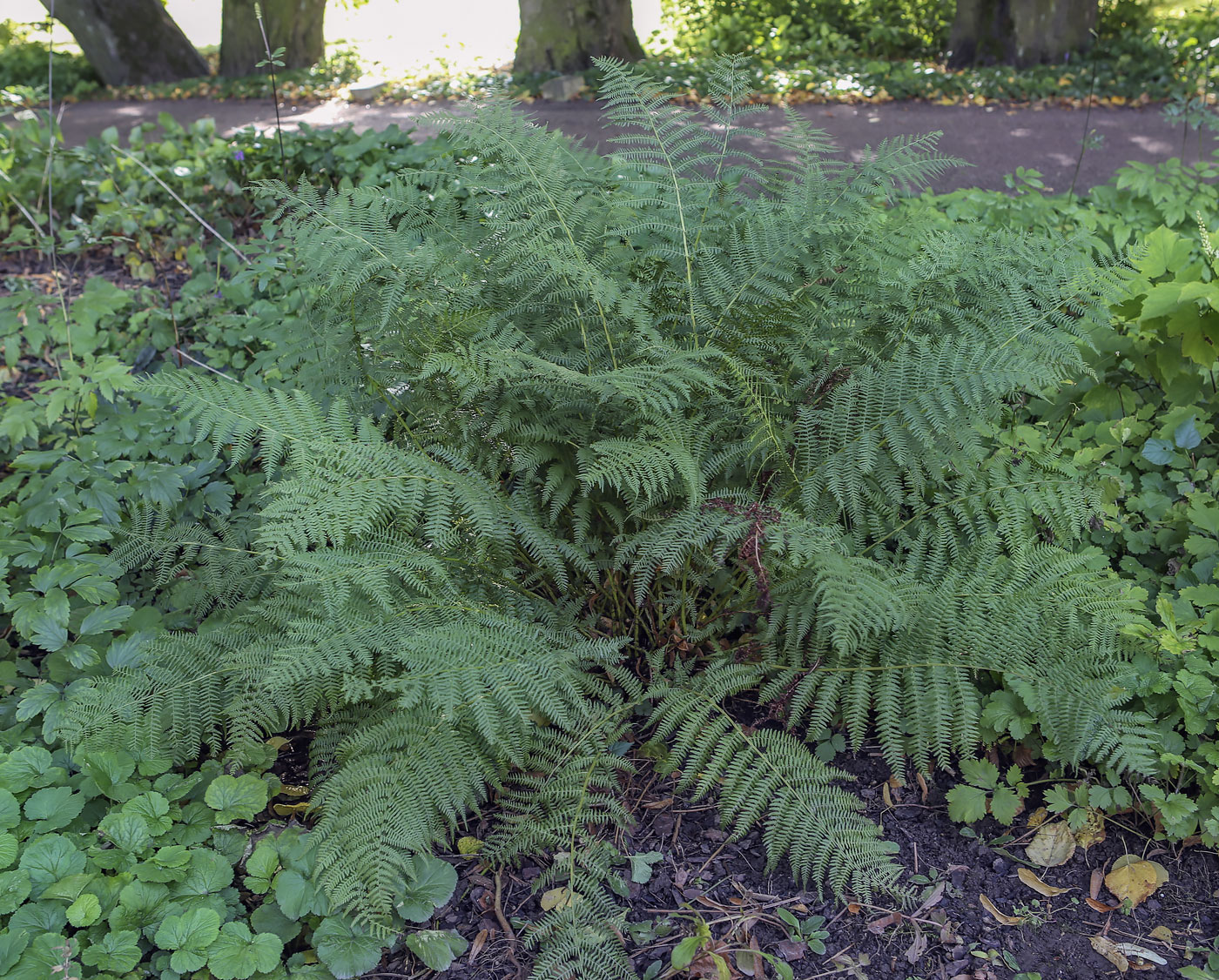 Image of Athyrium filix-femina specimen.