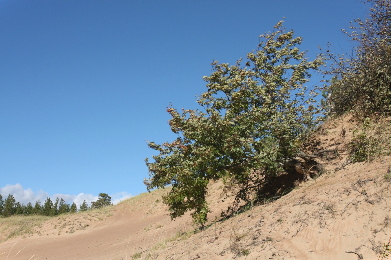 Image of Sorbus aucuparia specimen.