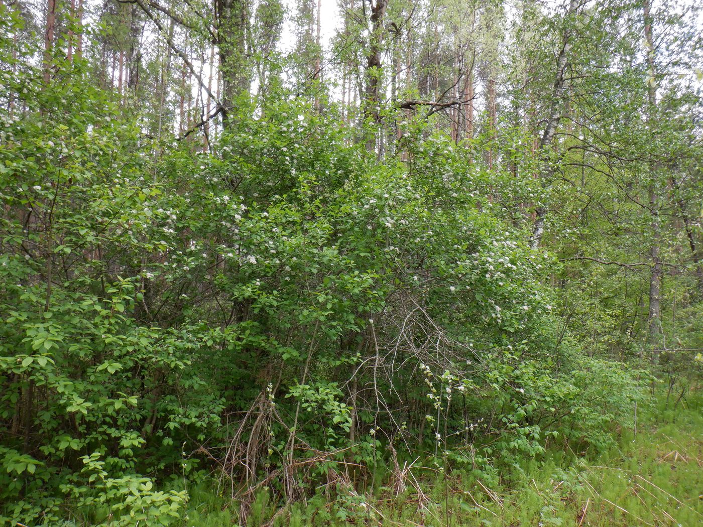 Изображение особи Crataegus sanguinea.