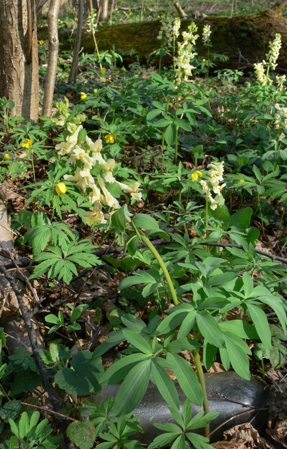 Image of Corydalis marschalliana specimen.