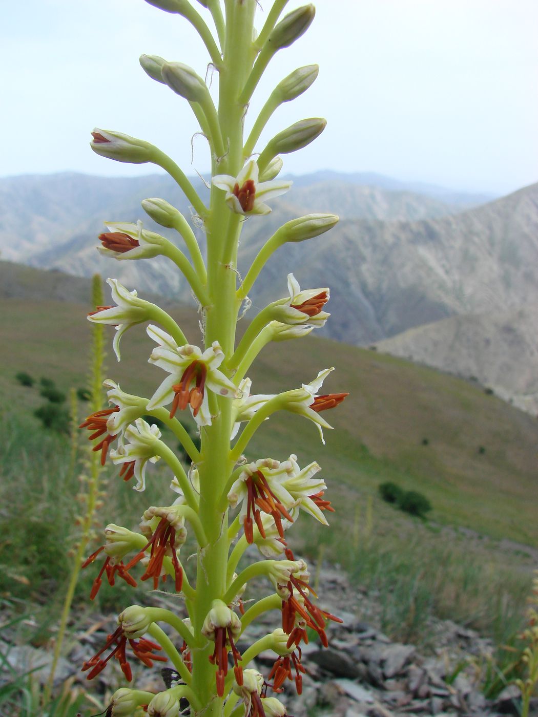 Image of Eremurus turkestanicus specimen.