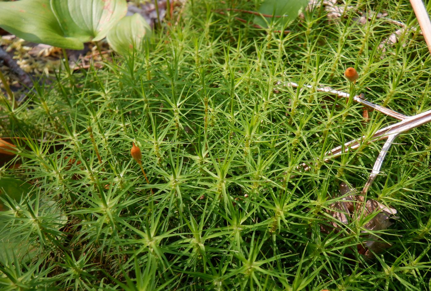 Изображение особи Polytrichum commune.