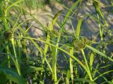 Scirpus radicans. Верхушки побегов с развивающимися соцветиями. Иркутская обл., Иркутский р-н, р. Иркут, о. Беляева, на берегу. 13.06.2020.