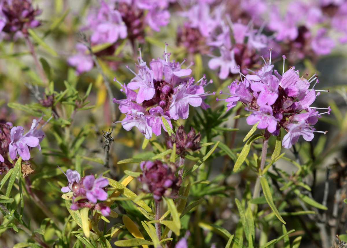 Image of Thymus pallasianus specimen.