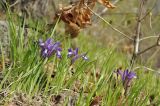 Iris uniflora. Цветущие и расцветающие растения. Приморский край, Партизанский р-н, окр. с. Бровничи, урочище Щёки, перелесок на курумнике. 09.05.2020.