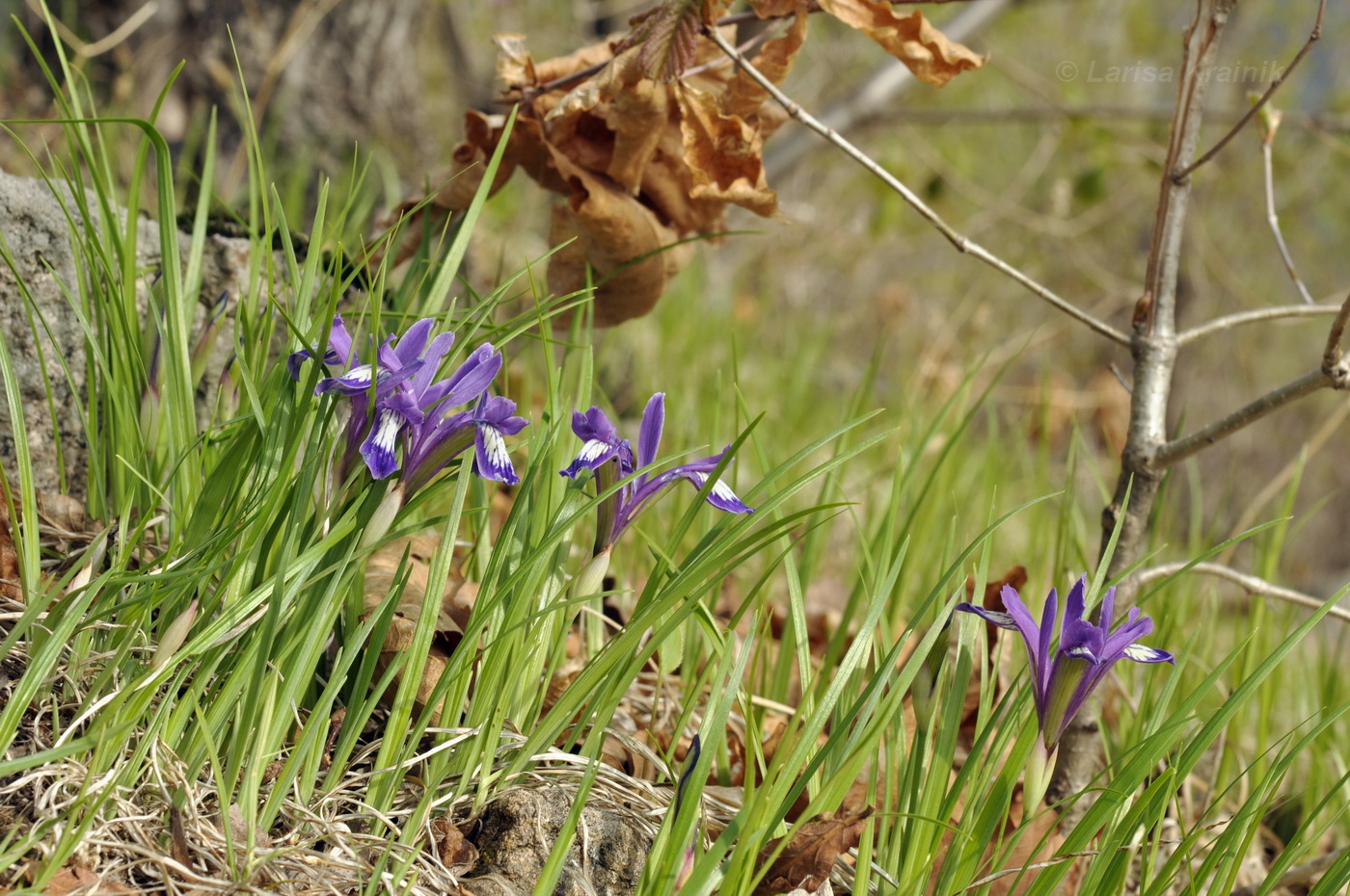 Image of Iris uniflora specimen.