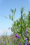 Lathyrus palustris