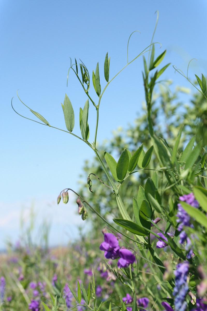 Изображение особи Lathyrus palustris.