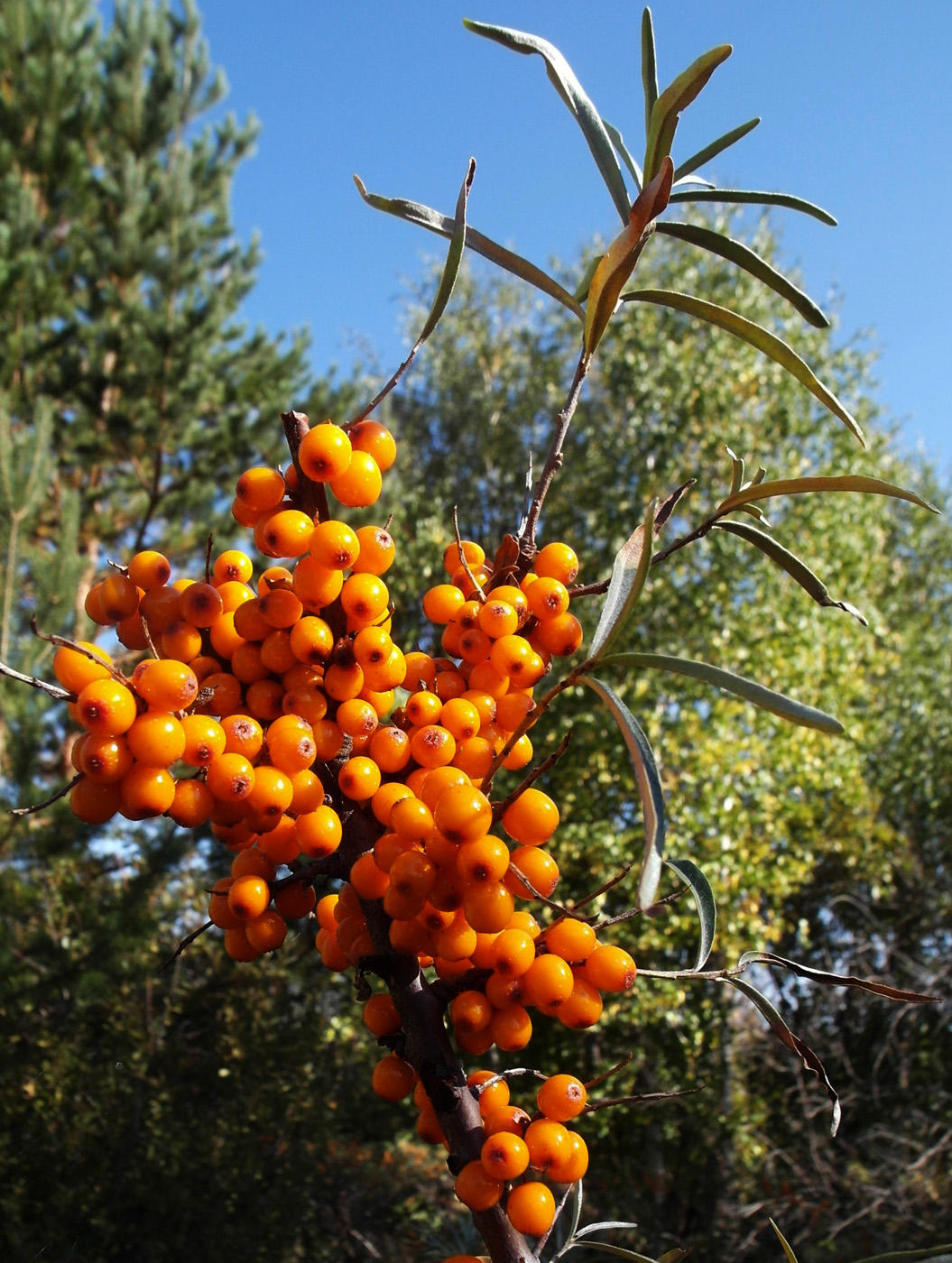 Image of Hippophae rhamnoides specimen.