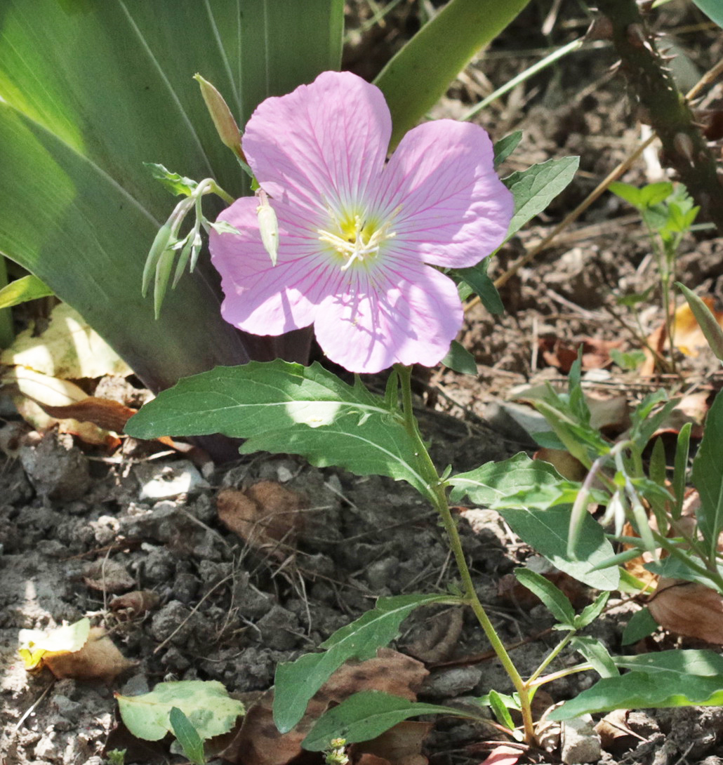 Image of Oenothera speciosa specimen.