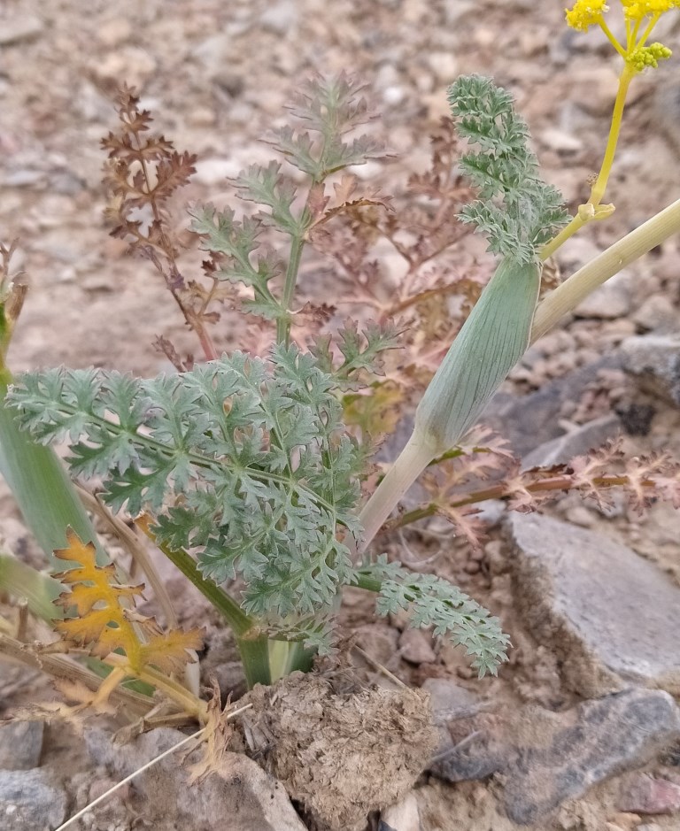 Изображение особи Ferula kyzylkumica.