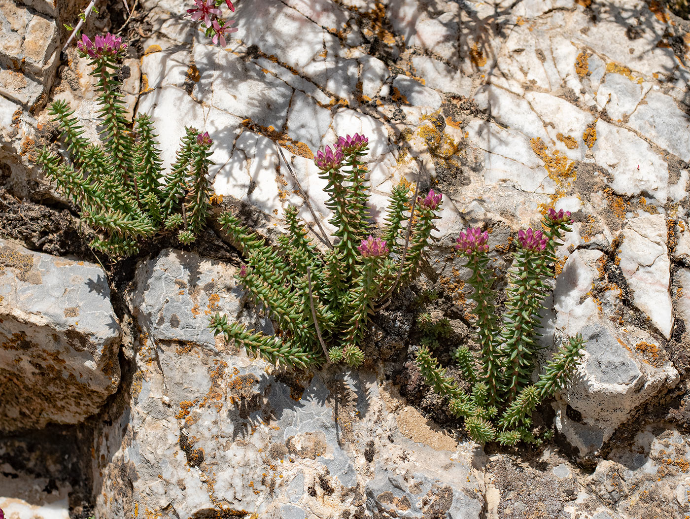 Image of genus Pseudosedum specimen.