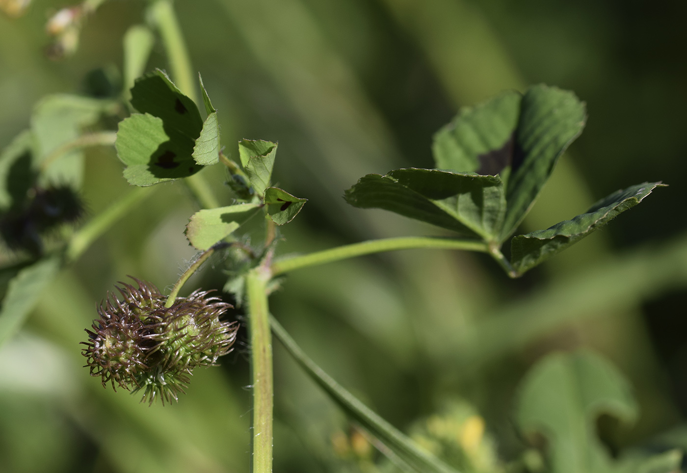 Image of Medicago arabica specimen.