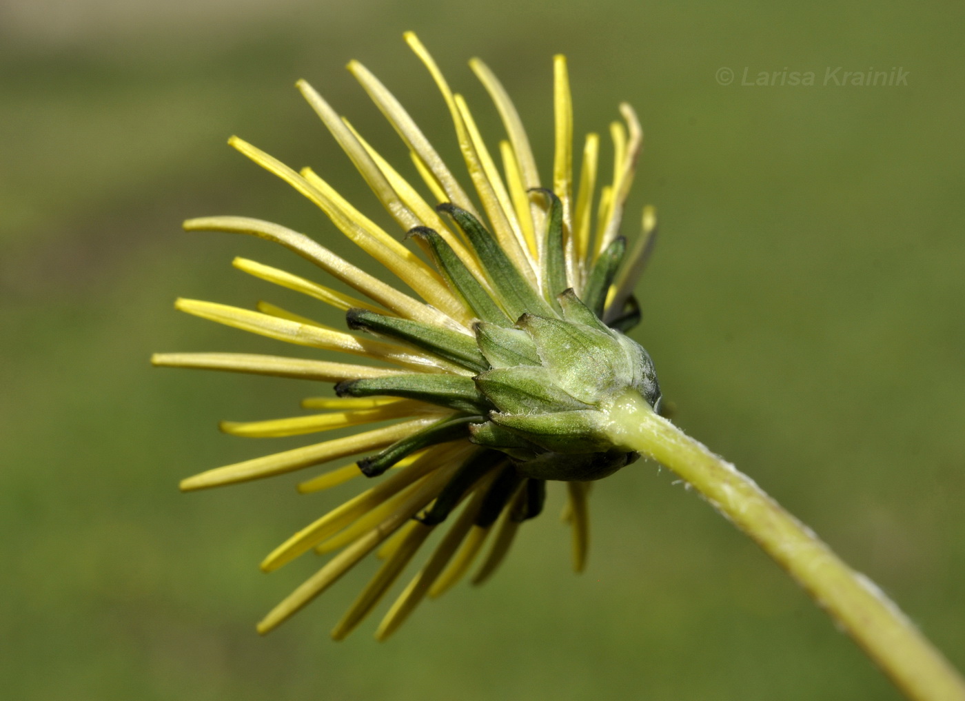 Изображение особи род Taraxacum.