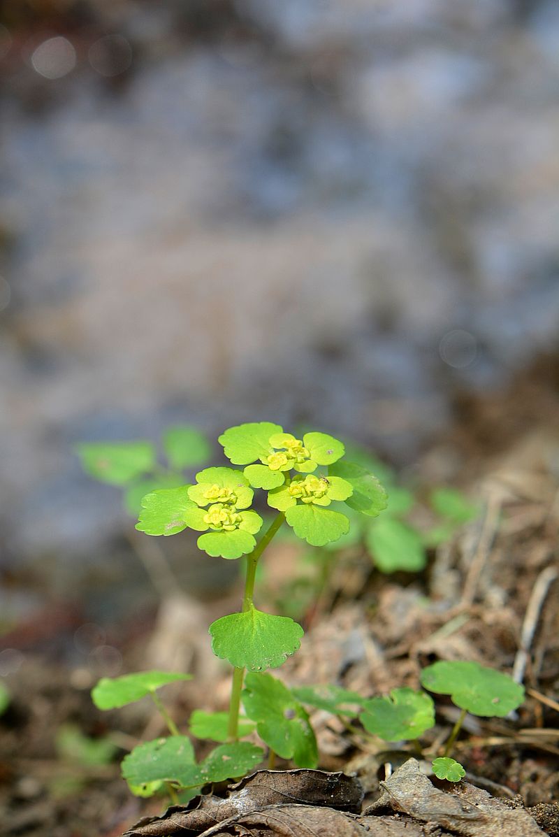 Image of Chrysosplenium alternifolium specimen.