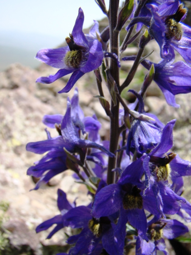 Image of Delphinium flexuosum specimen.
