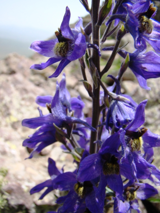 Изображение особи Delphinium flexuosum.