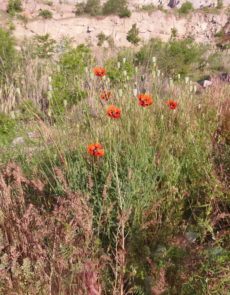 Image of Papaver stevenianum specimen.