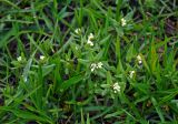 Buglossoides rochelii. Верхушки цветущих растений. Калмыкия, Целинный р-н, окр. пос. Хар-Булук, памятник природы \"Одинокий тополь\", степь. 19.04.2021.