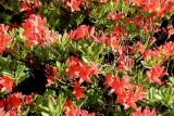 Rhododendron molle подвид japonicum. Ветви с соцветиями. Санкт-Петербург, Петроградский р-н, Ботанический сад им. Петра Великого, в культуре. 04.06.2021.