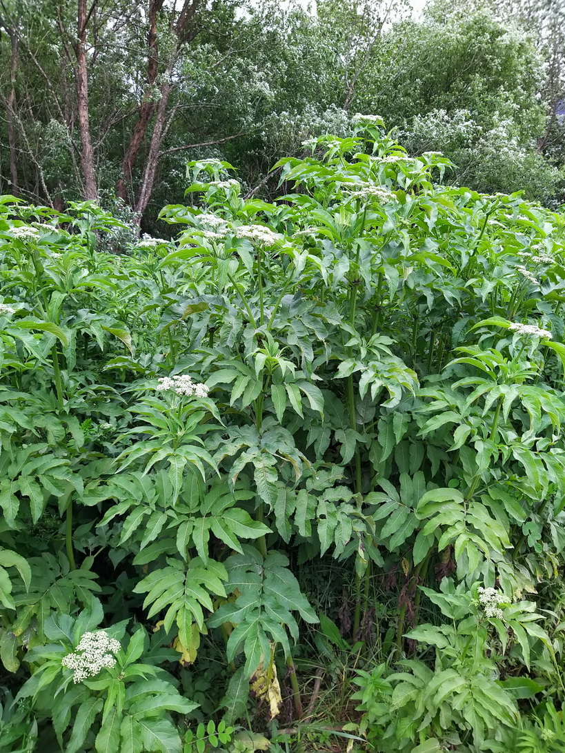 Image of Sambucus ebulus specimen.