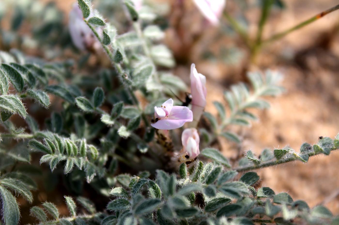 Image of Astragalus dolichophyllus specimen.
