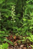 Platanthera metabifolia