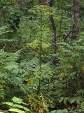 Pleurospermum uralense. Плодоносящее растение в широколиственном лесу. Приморский край, Лазовский р-н, Лазовский заповедник, 1 км Ю кордона Америка. 17.08.2009.