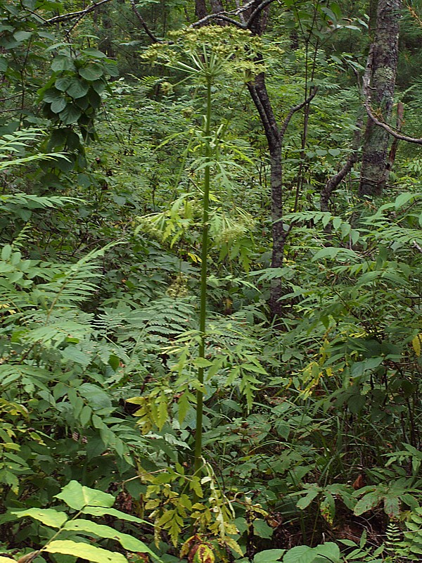 Изображение особи Pleurospermum uralense.