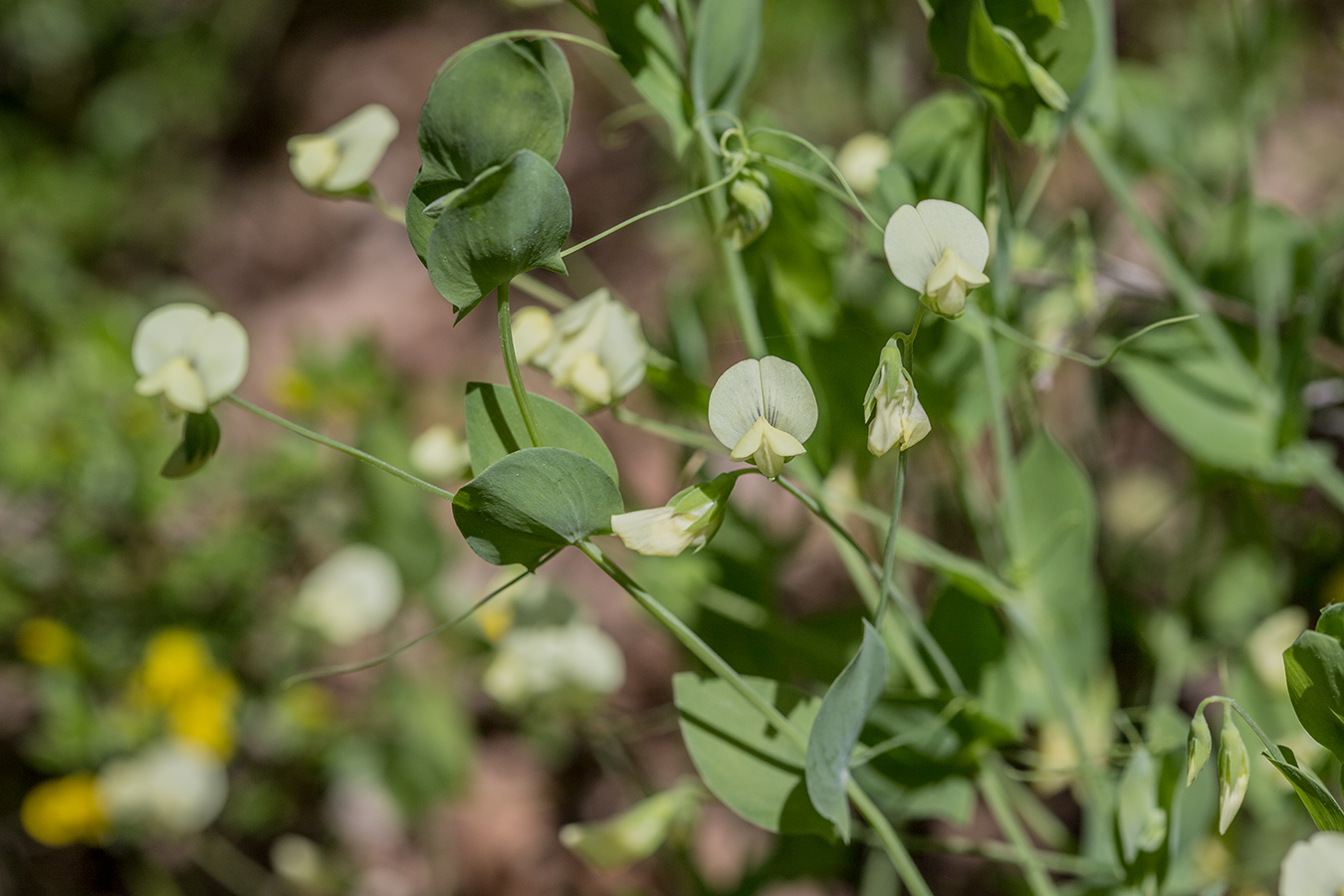 Image of Lathyrus aphaca specimen.