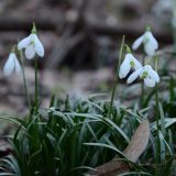 Galanthus rizehensis