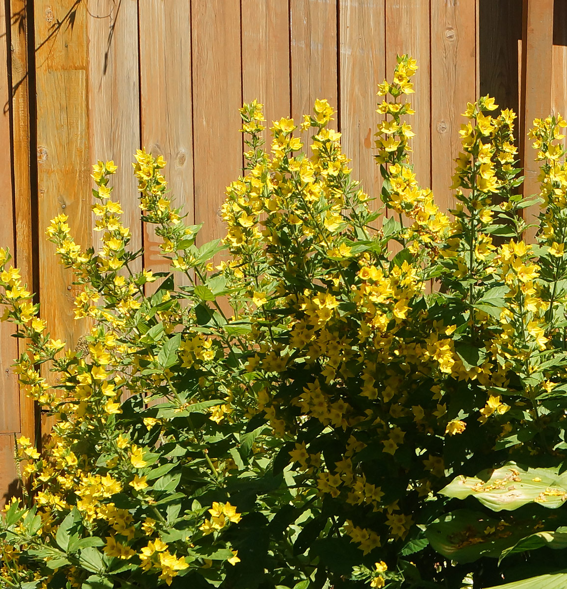 Изображение особи Lysimachia punctata.