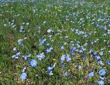 Linum austriacum