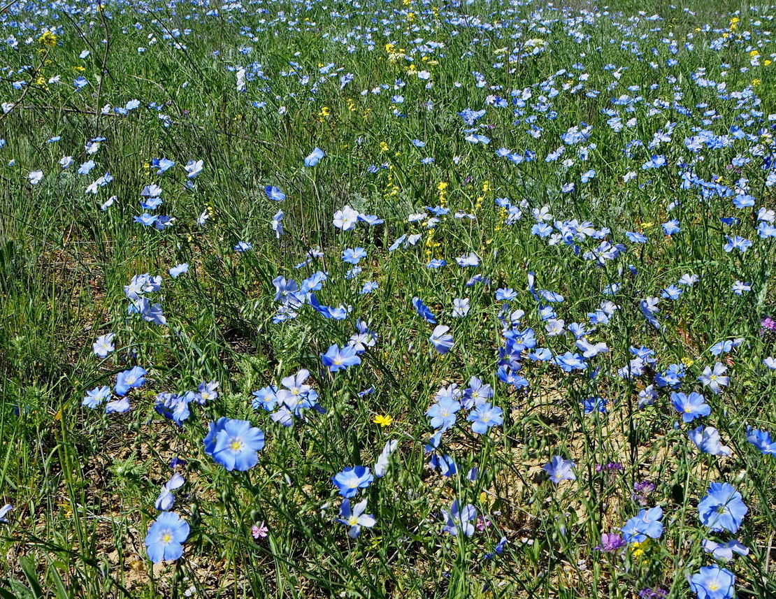 Изображение особи Linum austriacum.