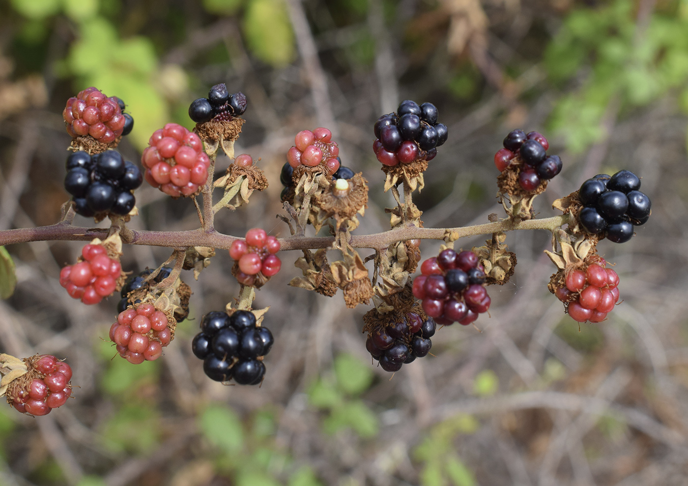 Изображение особи Rubus ulmifolius.