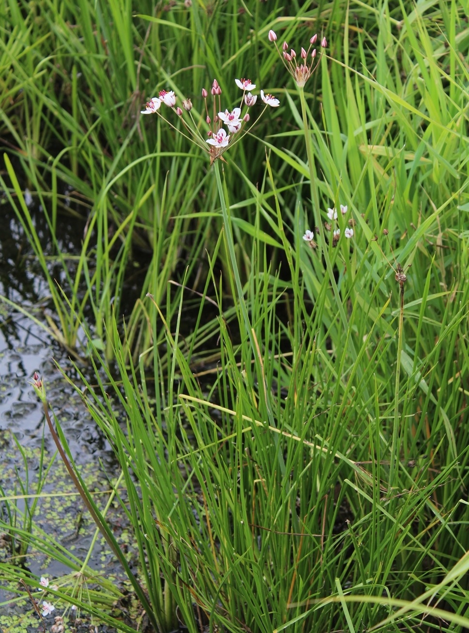 Изображение особи Butomus umbellatus.