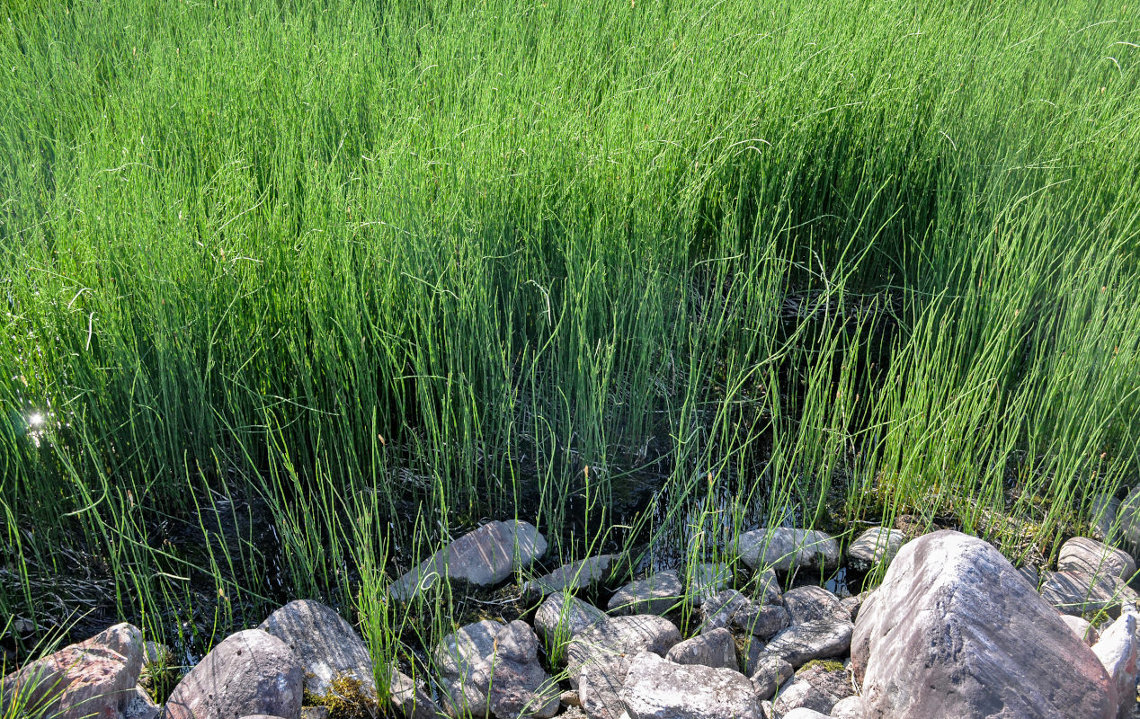 Изображение особи Equisetum fluviatile.