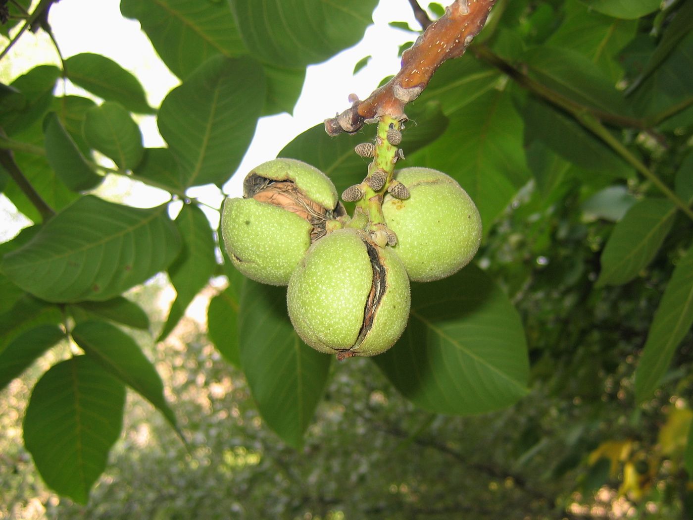 Image of Juglans regia specimen.