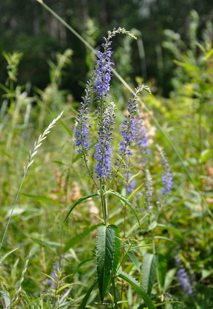 Изображение особи Veronica longifolia.